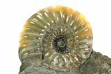 Calcite-Replaced Ammonite (Aegasteroceras) Fossil - England #316528-1
